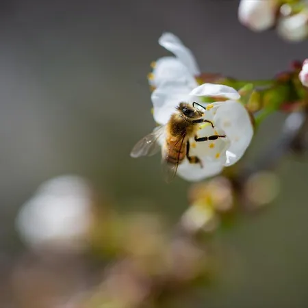 Haus Fiegle Apartman *