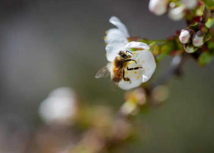 Haus Fiegle アパート *