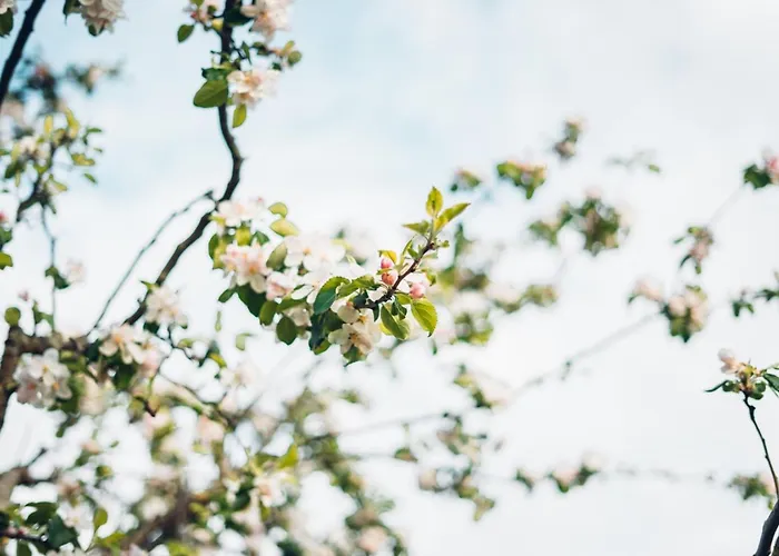 Appartement Haus Fiegle